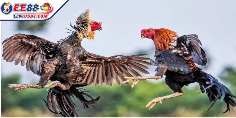 Đá gà EE88 có tỷ lệ ăn cao nên rất hấp dẫn anh em sư kê