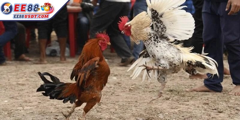 Mỗi trận chọi gà Mỹ mang đến nhiều hình thức đặt cược khác nhau